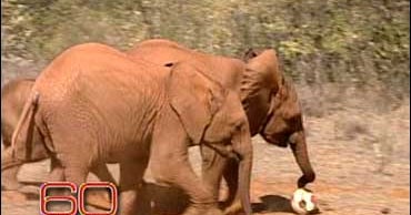 The elephant orphanage CBS News