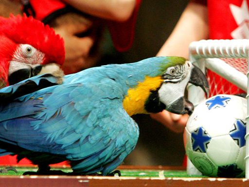 Darae, 10-year-old Parrot 