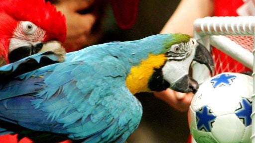 Darae, 10-year-old Parrot 