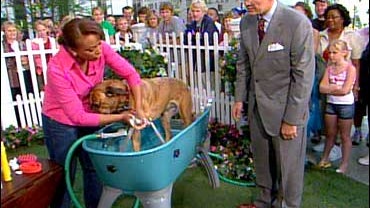 Washing dogs, Video still 