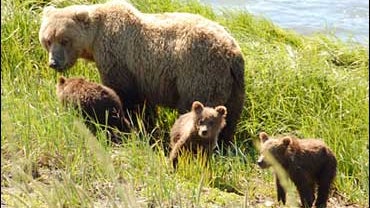 bears at McNeil River State Game Sanctuary 2006 