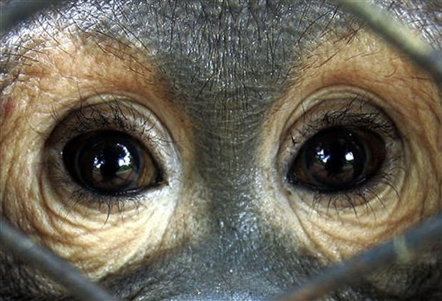 Eyes Of The Orangutan 
