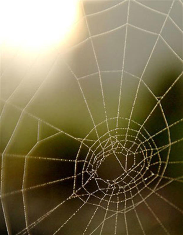 Shimmering Web 