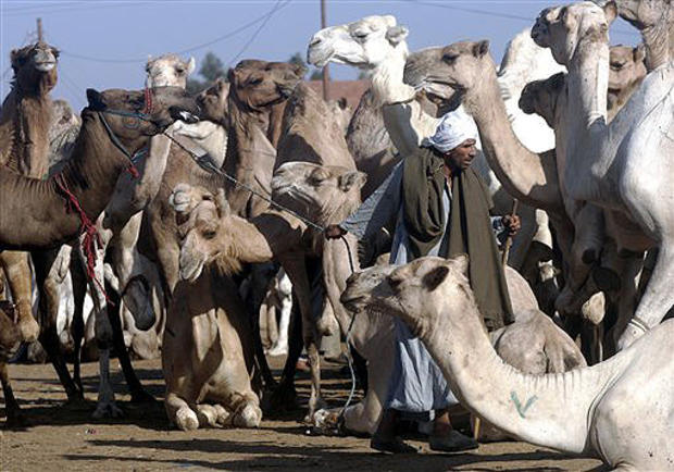 Pack Of Camels 