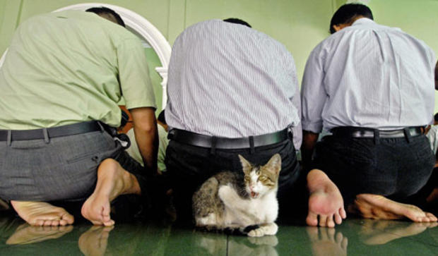 Mosque Meow 