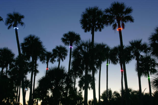Miami's Night Lights 
