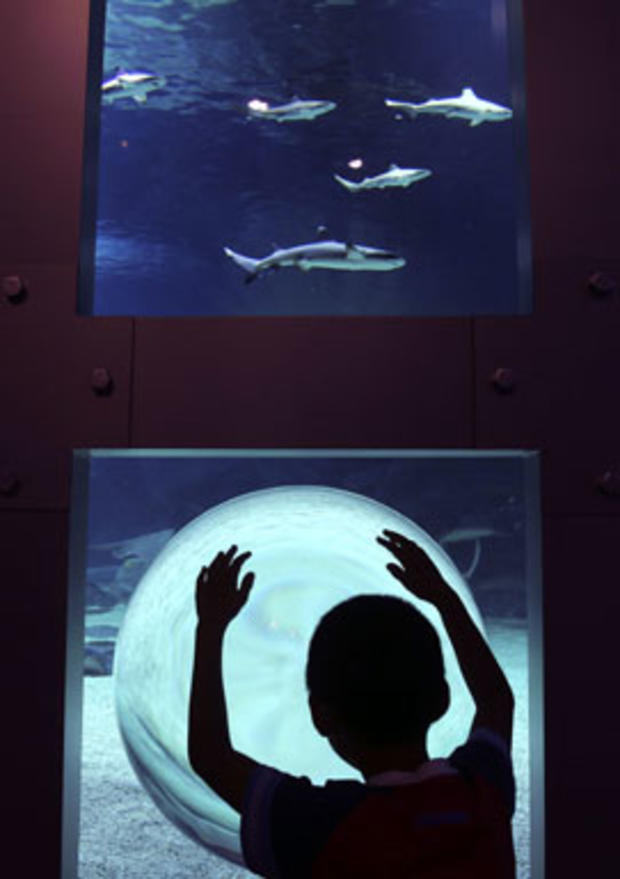 Aquarium Enlightens Child 