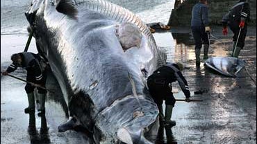 Iceland commercial whaling endangered fin whale 