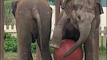 Elephant Retirement Home 