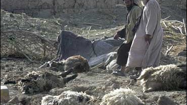 Villagers look at dead sheep 
