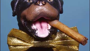 Triumph the Insult Comic Dog 