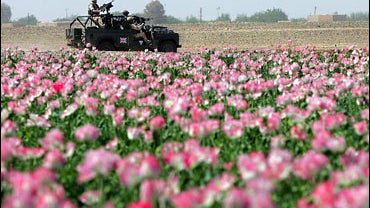 British soldiers drive past a field of poppies on March 24, 2006 near Lashkar Gah in Helmand province of southern Afghanistan. 