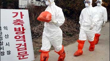 South Korea, bird flu 