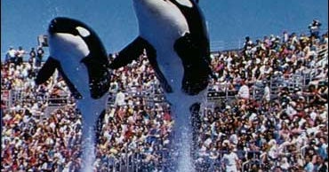 Whale Injures Trainer At SeaWorld - CBS News