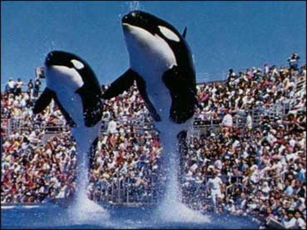 Whales performing at Sea World 