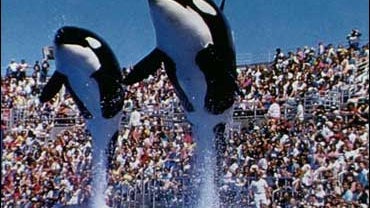 Whales performing at Sea World 