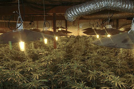 Grass Growers Clipped 