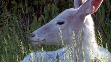 Seneca White Deer 