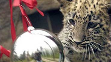 A female leopard named Sauraha plays with Christmas decorations at the Zoo Dvur Kralove nad Labem, in the Czech Republic, Wednesday, Dec. 20, 2006. 