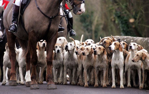 'Release The Hounds' 
