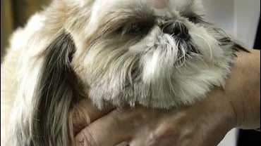 dog, shih tzu 
