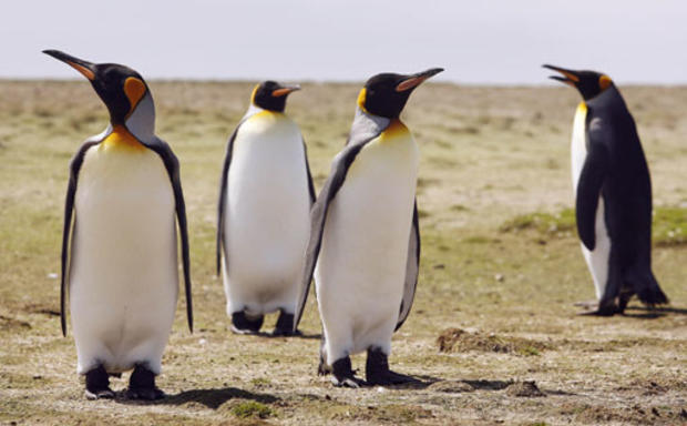 Flocking To The Falklands 