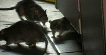 Hordes Of Rats Invade NYC Fast-Food Joint - CBS News