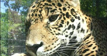Arizona jaguar dead