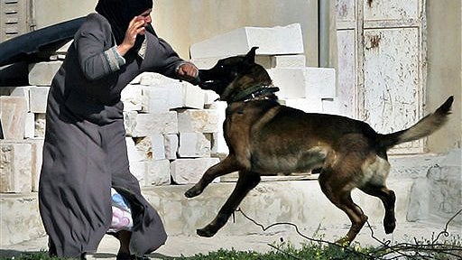 Bite Worse Than Bark 