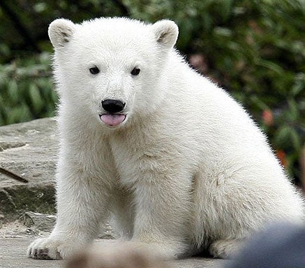 Popular Polar Bear 