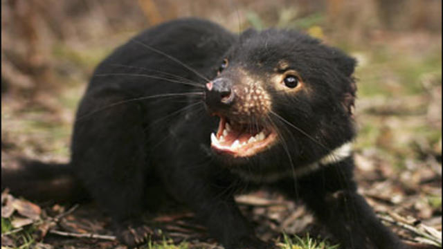 A Tasmanian Devil is released in the wild after being captured to check for signs of the Devil Facial Tumor Disease 