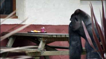 Escaped gorilla Bokito is seen at Diergaarde Blijdorp zoo in Rotterdam, Netherlands, Friday May 18, 2007. 