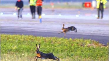 hare hunt at Milan airport 