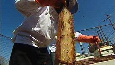 A Sweet Beginnings employee takes care of a honey bee hive. 