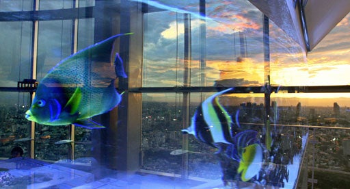 Swimming Way Upstream 