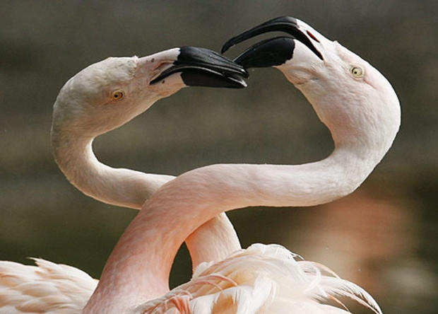 Flamingo Feud 