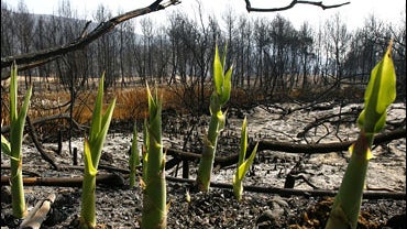 Green spikes of reed sprout among the ashes in the ruins of Kaiafas forest, near Pyrgos in southern Greece's Peloponnese peninsula, on Friday, Aug. 31 2007. 
