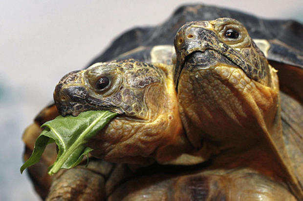 Two-Headed Tortise 