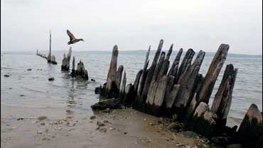 A Mallard hen flies out of low water in West Grand Traverse Bay Thursday, November 8, 2007, as water levels reach near-record low levels for Lake Michigan. The exposed pilings, remains of a breakwall for a marina that existed along the shore line in Trave 