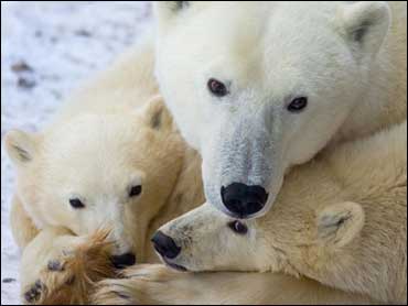 A mother Polar Bear rests on the frozen tundra with her cubs waiting for the Hudson Bay to freeze over Nov. 13, 2007, outside Churchill, Mantioba, Canada. Polar Bears return every year to Churchill, the Polar Bear capital of the world, to hunt for seals o