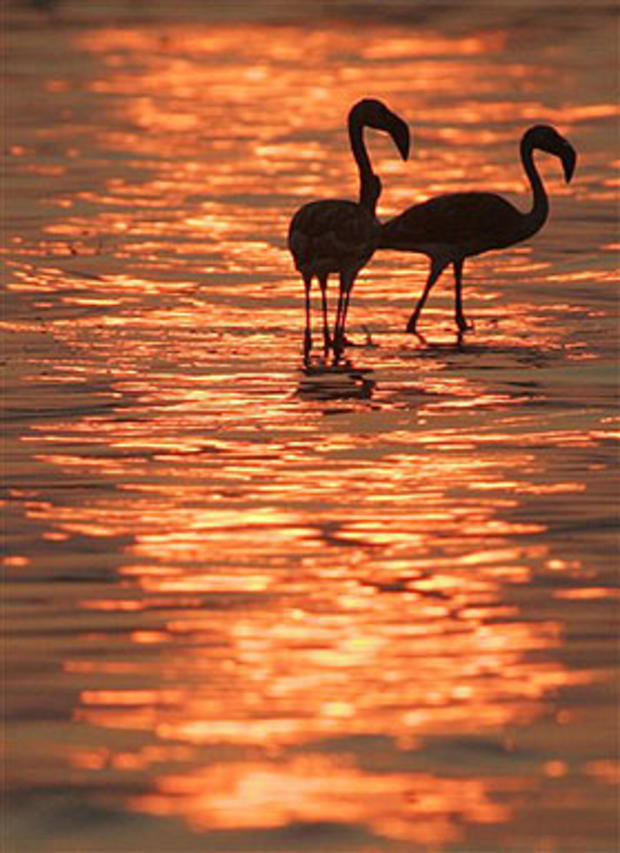 Feeding Flamingos 