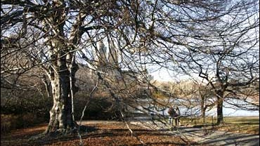 a 100-year-old European beech on Central Park's Cherry Hill 