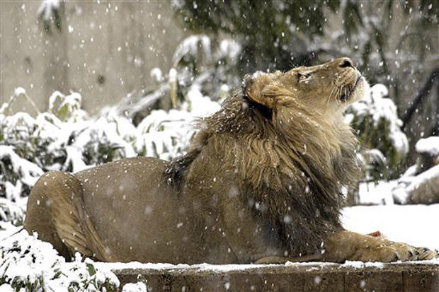 Lion In Winter 