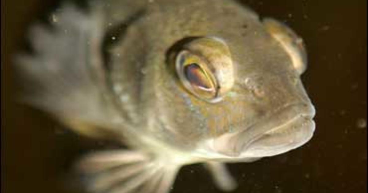 A Sea Bass That Comes When It's Called - CBS News