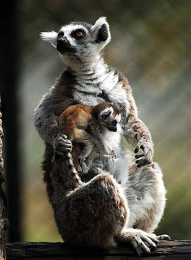 Little Lemur 