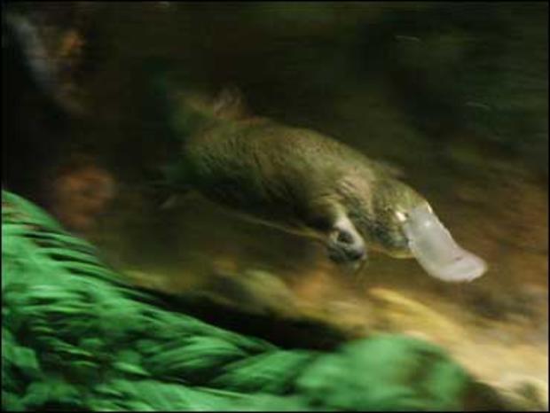An Australian platypus swims around in search for food 
