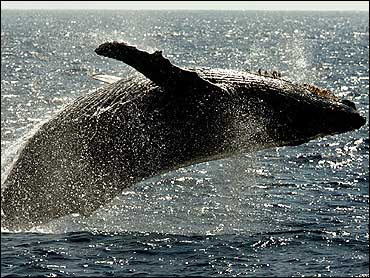 Humpback Whale 