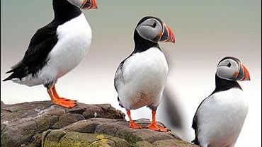 Puffin Population 