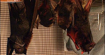 What's Killing The Bats? CBS News