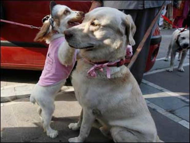 Spectators throw flower petals as two newly married pooches walk down the aisle at a mall in New Dehli, India, Staurday, Aug. 30, 2008. Owners submitted photos of their dogs, and event organizers provided then with a select choice of mates for their pets. 